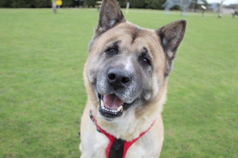 Kumar is a beautiful Akita with a character that melts the heart of everyone he meets. He loves to play with toys and have all of the cuddles he possibly can. He is looking for a retirement home with a fully secure garden for him to potter around in and play until his heart is content. He is an older boy so looking for a quiet life as an only dog but is sociable when out on a walk. Kumar enjoys travelling and loves being outdoors, he walks nicely on lead and enjoys his walks but his days of climbing mountains are over. Kumar loves the company of people and is looking for a home with someone home all of the time so he can lap up all the attention. He can live with children aged 15 years upwards but at 10-years-old he is looking for a quiet life.
