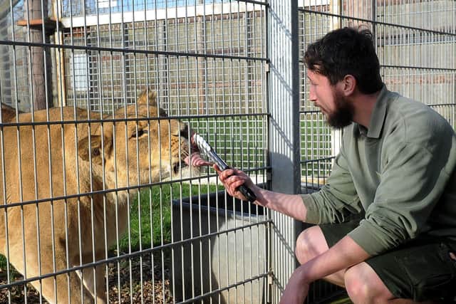 Animal Ranger Adam Spencer feeds Crystal the Lion at the park. Picture by Simon Hulme
