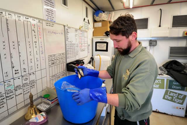 Animal Ranger Adam Spencer prepares food for the animals. Picture by Simon Hulme