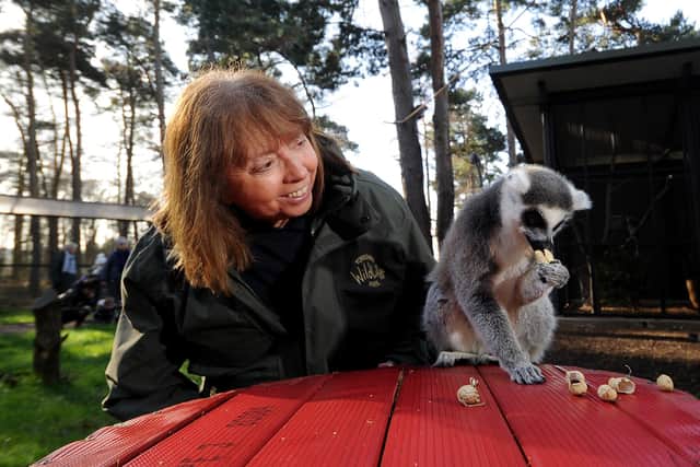 Cheryl Williams is pictured with the Lemurs at the park. Picture by Simon Hulme