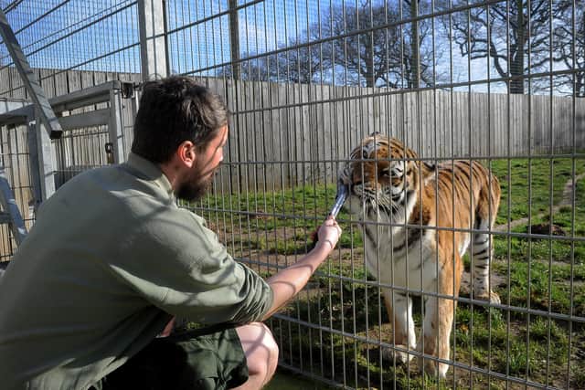 Animal Ranger Adam Spencer feeds Shuna the Tiger at the park. Picture by Simon Hulme