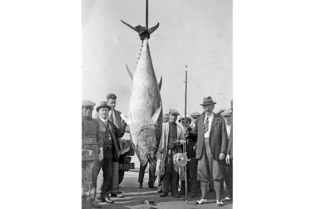 The British record for tunny fishing still stands for a fish weighing 851lbs (386kg), which was caught off Scarborough in 1933 by Lorenzo Mitchell-Henry.