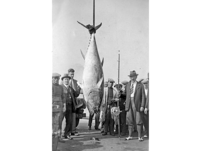 The British record for tunny fishing still stands for a fish weighing 851lbs (386kg), which was caught off Scarborough in 1933 by Lorenzo Mitchell-Henry.