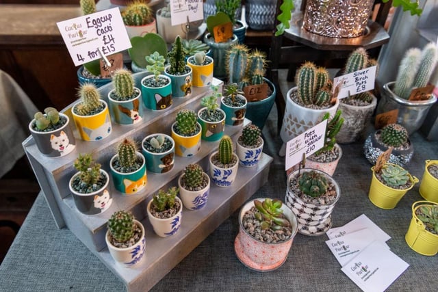 A selection of Cactus from the Cactus Parlour