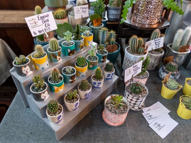 A selection of Cactus from the Cactus Parlour