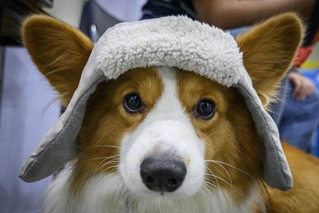 They may be a favourite of the Queen, but the Welsh Pembroke Corgi can be royally naughty - many a pair of shoes have fallen foul of thier love of chewing.