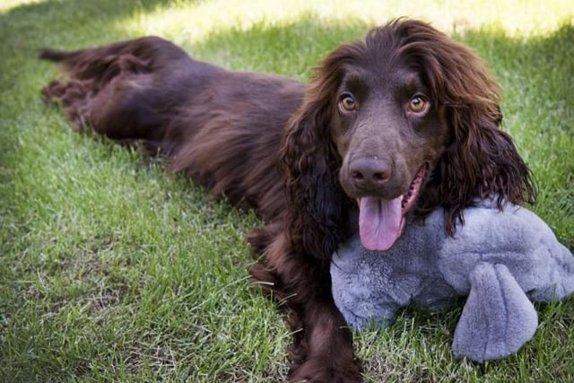 Some dogs grow out of being naughty, but Cocker Spaniels are perpetual puppies who maintain a youthful exhuberance that sometimes gets them into trouble.