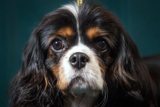 In fairness to the Cavalier King Charles Spaniel they are a breed that often grow out of their naughtiness. Take your eye off a King Charles puppy though, and all bets are off.