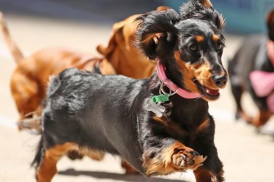 They are undeniably one of the cutest breeds of dog, but the Dachshund is known for being incredibly willful. Good luck getting this dog to do something it doesn't want to do.