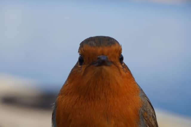 Cheeky robin, by Graham Athey from Gomersal