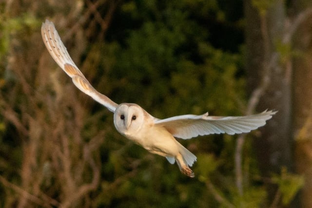 Barn owl, by Andrew Duffield