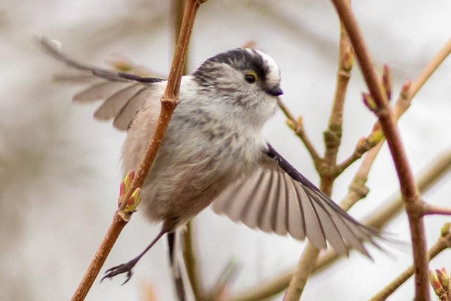 Long-tailed tit, by Andrew Duffield