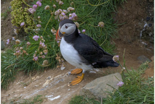 Puffin at Flamborough Head, by Kevin Taylor from Mirfield
