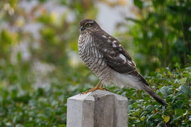 Sparrowhawk looking for dinner, by Kevin Taylor