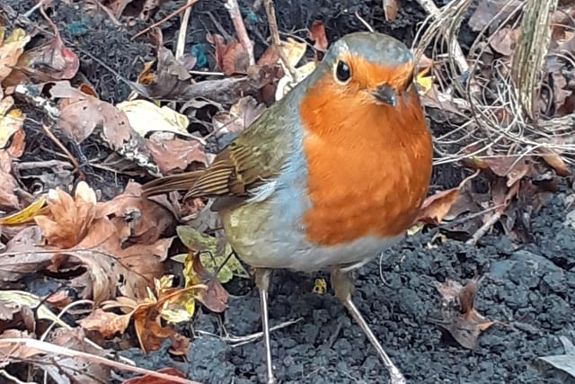 Inquisitive robin, by Mike Hobson