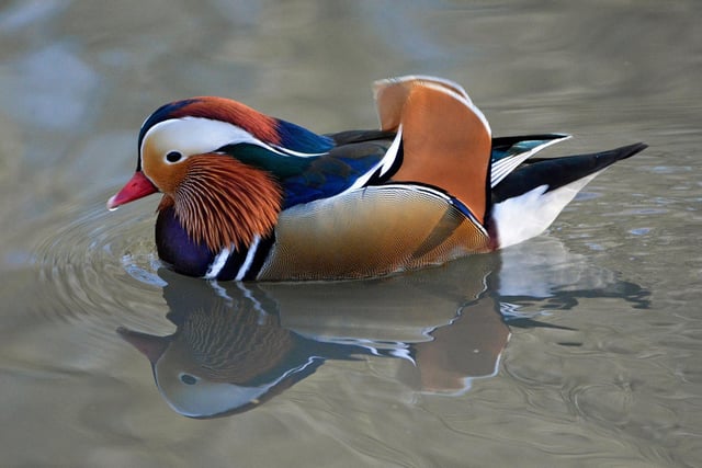 Male mandarin duck, by Dr Roger Litton