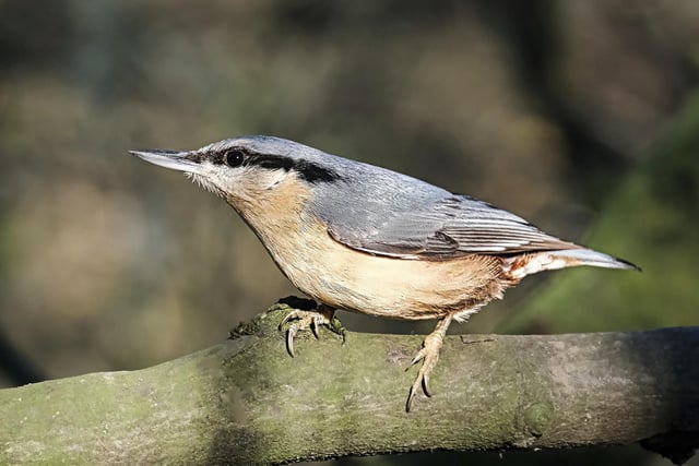 Nuthatch taken today at Oakwell Hall, by  Adrian E Mortimer