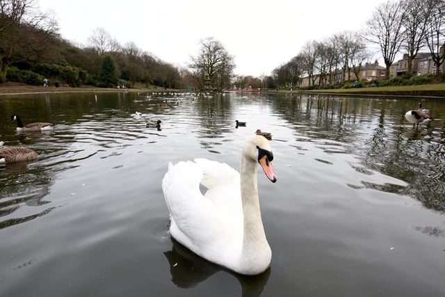 Swan on the lake at Wilton Park, Batley, by Mark Spraggon
