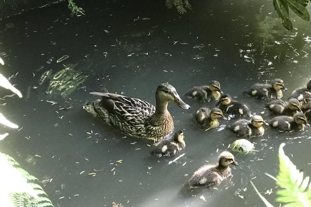 Mother duck with all her 11 baby ducklings, by Katherine Schoon