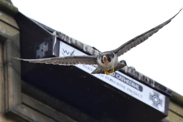 Peregrine falcon taken at Wakefield Cathedral, by Ade Nicholson