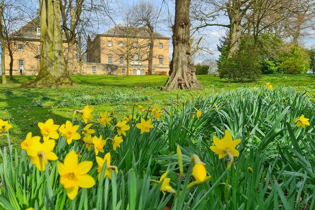 Daffodils at Nostell Priory, by R Clarkson