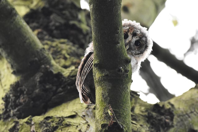 Baby tawny owl, taken near Sandal, by Ade Nicholson