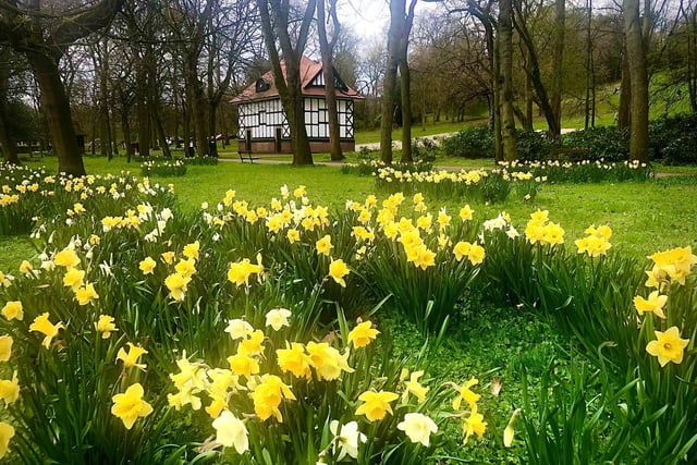 Thornes Park daffodils, by Keith Mack