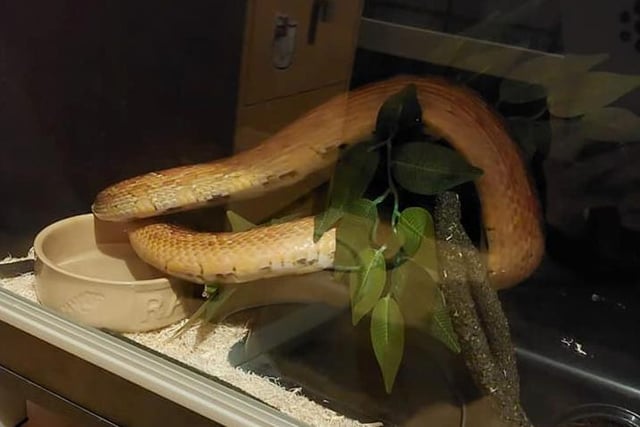 Loki the corn snake. Picture: Beverley Hodkinson