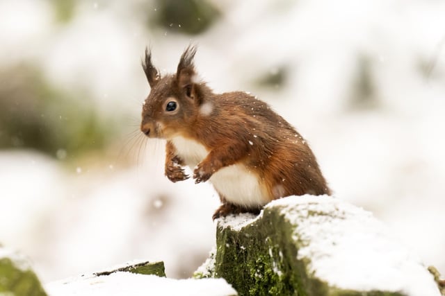 A red squirrel forages for food in fresh snow in the Yorkshire Dales National Park.