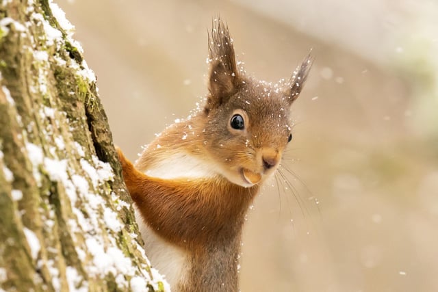 A red squirrel looking for food in the Yorkshire Dales National Park