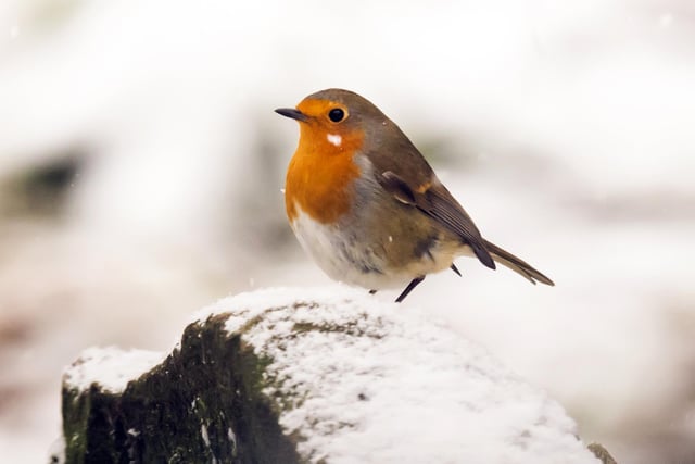 A Robin in fresh snow in the Yorkshire Dales National Park.