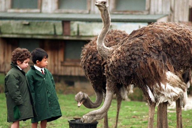 Feeding time for the ostriches at Greenside Farm in Rawdon in March 1997.