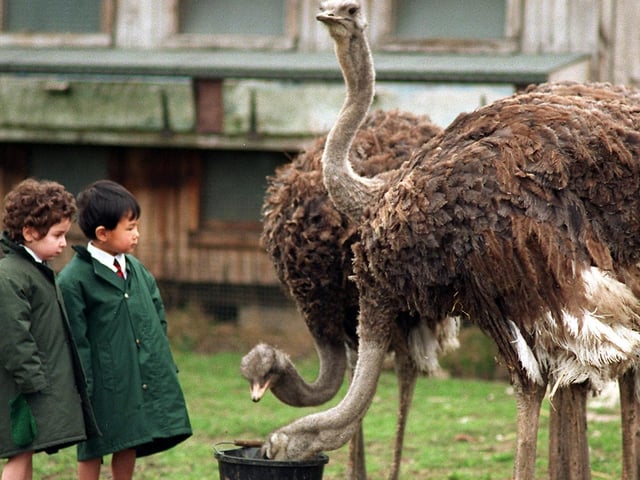 Feeding time for the ostriches at Greenside Farm in Rawdon in March 1997.