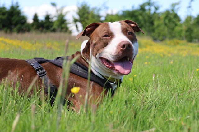 Bruno (3) is an absolutely stunning brown and white american bulldog who is friendly with everyone he meets. He's very active and he's looking for owners who can keep up with him and his antics. Did we mention that he's super smart? So if you're looking for a training project then look no further than him.