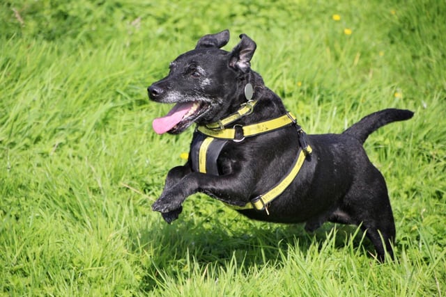 Billy is an energetic little lad who at 11 years old still enjoys his walks or playing with his toys. He likes the company of people and knowing they are around. Billy is looking for a home where his owners are around all of the time. He will need a longer settling in period until he feels comfortable. Owners with experience of the Patterdale breed would be ideal and also willing to help Billy with some basic training. He will need to be walked in quieter dog populated areas but he is friendly with dogs once he has settled in.