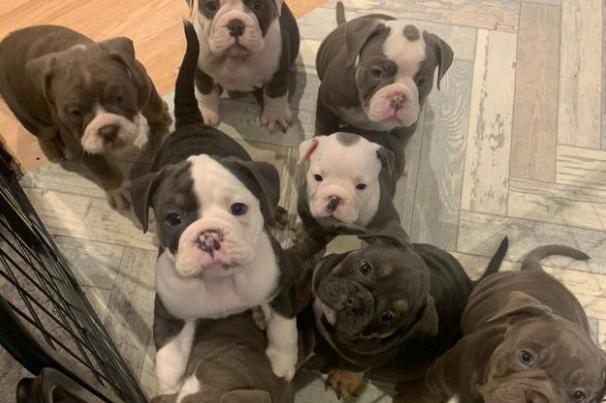 Two men and a woman have been arrested by officers after seven puppies were stolen from Leigh. Seven English Bulldogs were taken and were later discovered at an address in Liverpool, after receiving a report of puppies being carried into an address on Marina Avenue in Merseyside. Written by Liam Soutar.