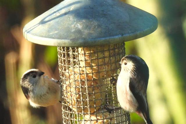 Longtailed tits enjoying the winter sunshine and fatballs, by Paul Birtwhistle.