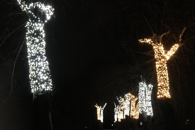 Winter lights on trees in the Valley Gardens, by Darren Philp.