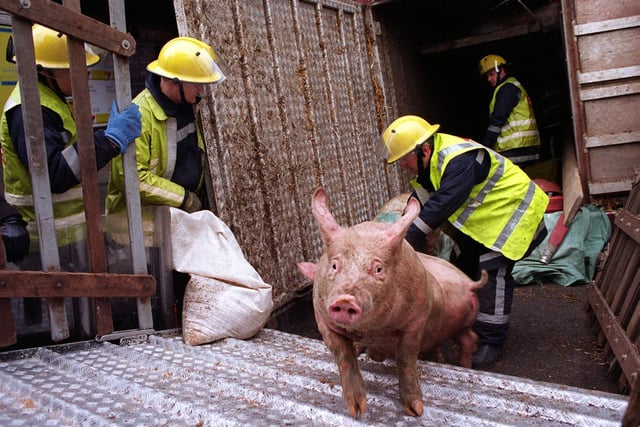 Firefighters transfer pigs that survived a serious crash on a transporter 
at Armley Gyratory. The incident caused long delays.
