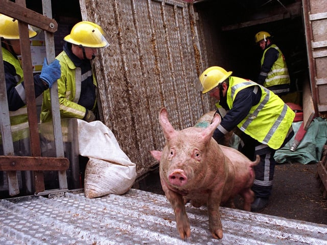 Firefighters transfer pigs that survived a serious crash on a transporter at Armley Gyratory. The incident caused long delays.