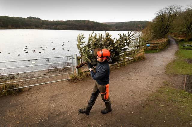 Christmas tree recycling at Ogden Water.
