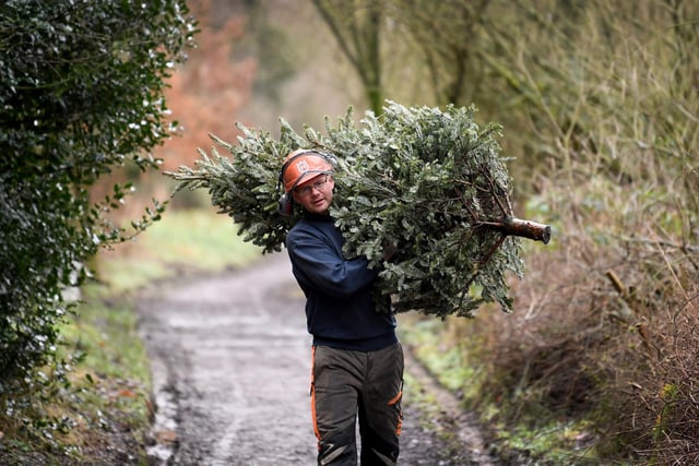 Christmas tree recycling at Ogden Water.