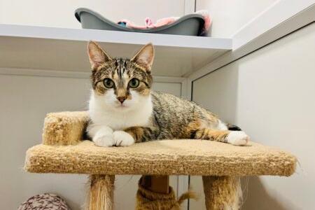 I am a sweet girl who just needs a bit of time and patience to get to know my new family. Once I am comfortable around you, I will happily come curl up next to you and paw or head butt you to let you know I am ready for strokes! I am shy, so I am looking for an experience cat family that are happy to give me plenty of time to settle and feel confident and comfortable in my new home.  I am happy to join a family on my own, but, if you are looking for a pair, I would love to stay with my kitten, Buffy ♥.