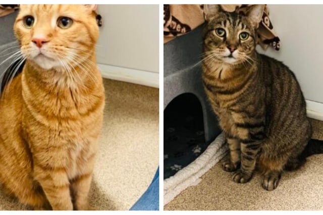We are both super friendly gents and we love a good stroke, you’ll just have to  make sure you give us even amounts of affection! We came to the branch together and plan to leave the branch together. We are the best of buds and would like to find our new forever home together ♥