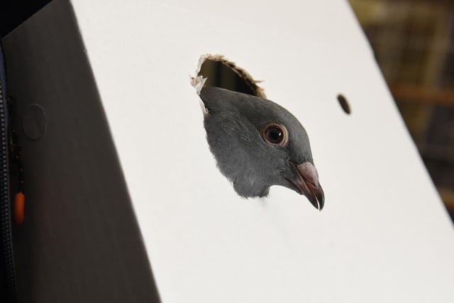 Pigeon hole