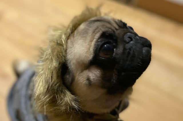 Yorkshire Evening Post editor Laura Collins shared this pictured of her pug Clyde in his winter parka jacket.