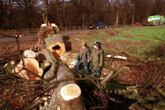 Walkers examine trees felled on Bullerthorpe Lane at Colton to make way for the new link road.