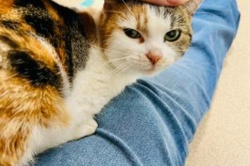 Peggy came into RSPCA care as she was found as a stray. She is a friendly girl, she can be a little shy when she first meets you but she can’t resist being stroked on her head and soon warms up to people. Now she feels relaxed around staff she knows, she pops her head out to watch what they’re doing.
