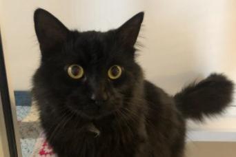 Percy came into the Animal Centre as he was abandoned due to his previous owner going into hospital. He is a very cheerful, loving boy who’s always pleased to see you. He loves to be stroked and soon rolls over to show how content he is.
