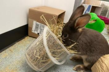 Jenson is a young adult looking for a new home and forever family. He is super active and loves hopping around the apartment. He is a great jumper and uses the volunteers' legs as hurdles to get over.